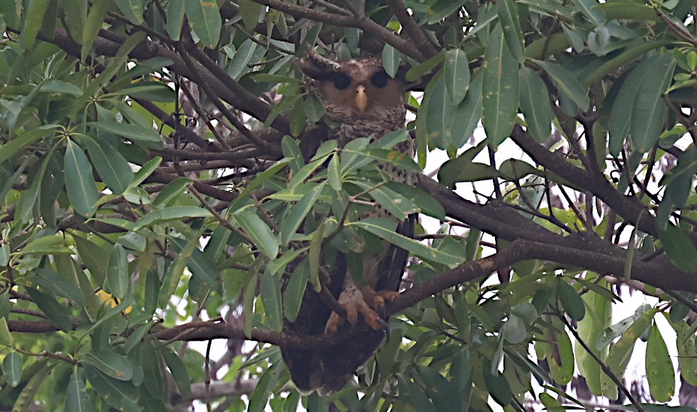 Spot-bellied Eagle-Owl - ML646979248