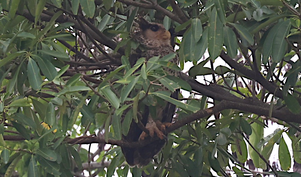 Spot-bellied Eagle-Owl - ML646979249