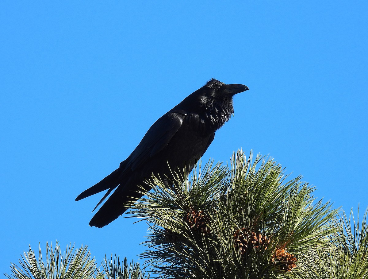 Erroi handia - ML646979258