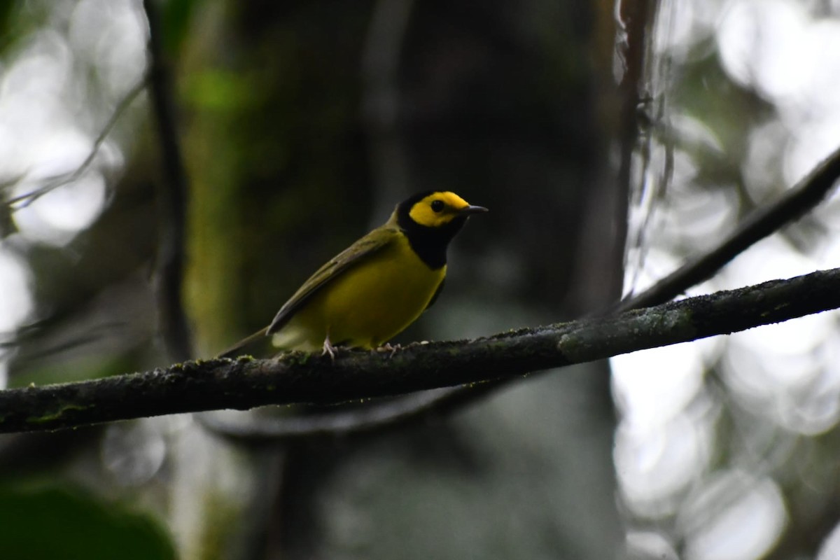 Болотянка чорногорла - ML646979268