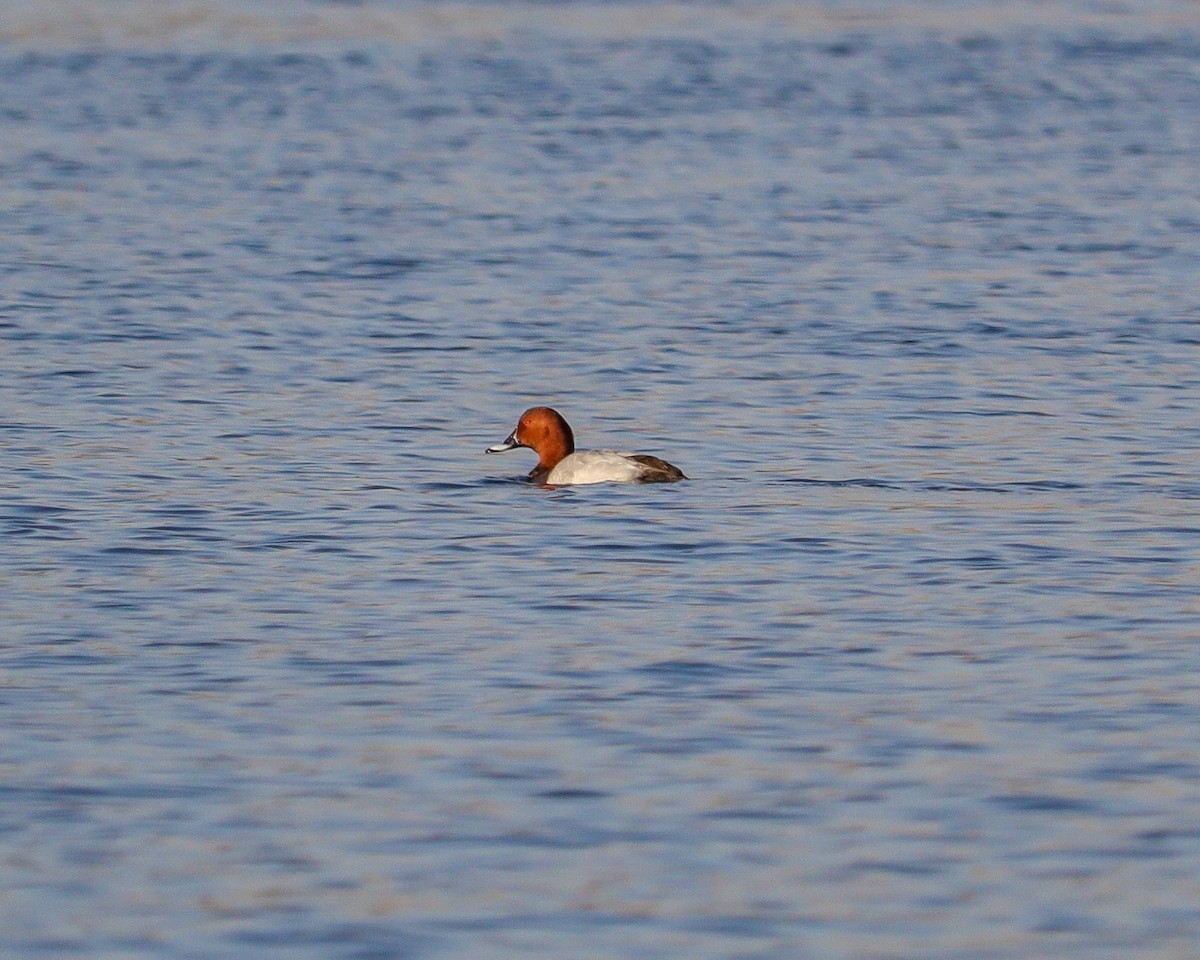 צולל חלודי - ML646979272