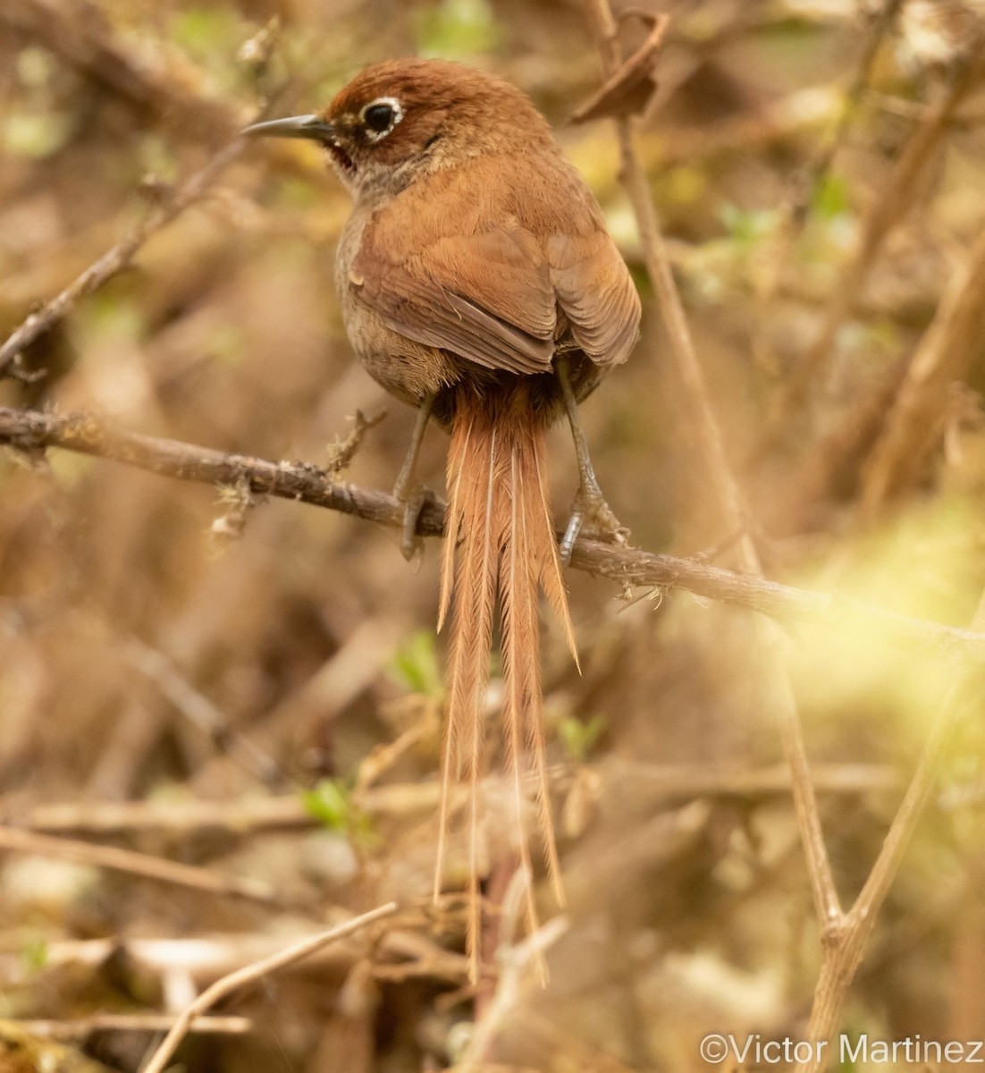 Eye-ringed Thistletail - ML646979278
