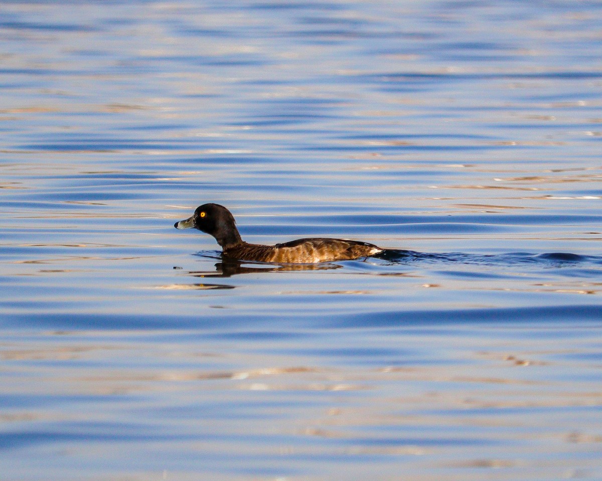 צולל מצויץ - ML646979282