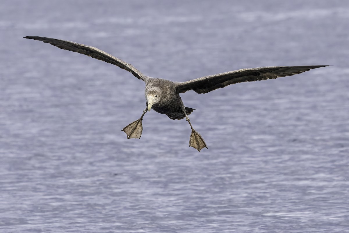 Petreltzar argia - ML646979289