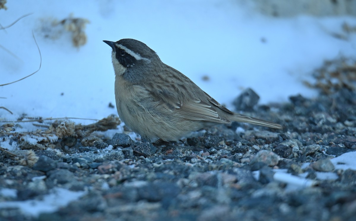 Brown Accentor - ML646979302
