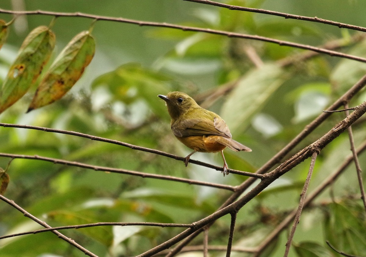 Pipromorphe de McConnell - ML646979303