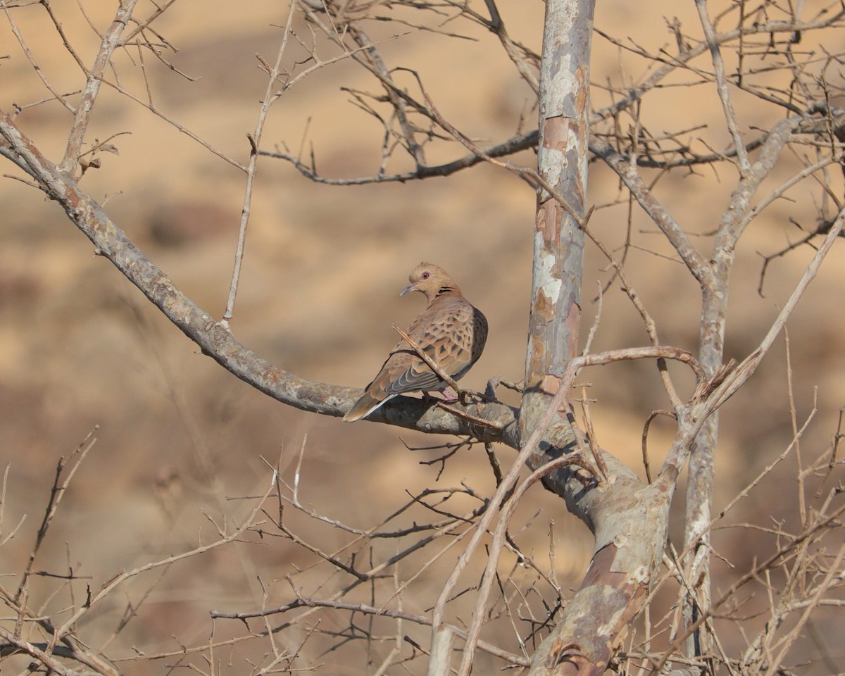 תור מצוי - ML646979304