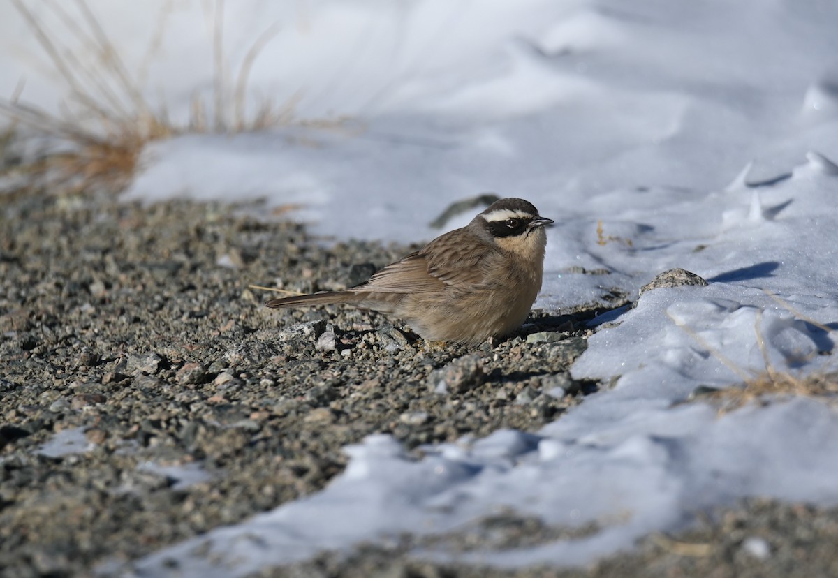 Brown Accentor - ML646979306