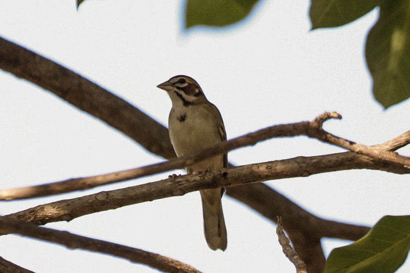 Lark Sparrow - ML646979308