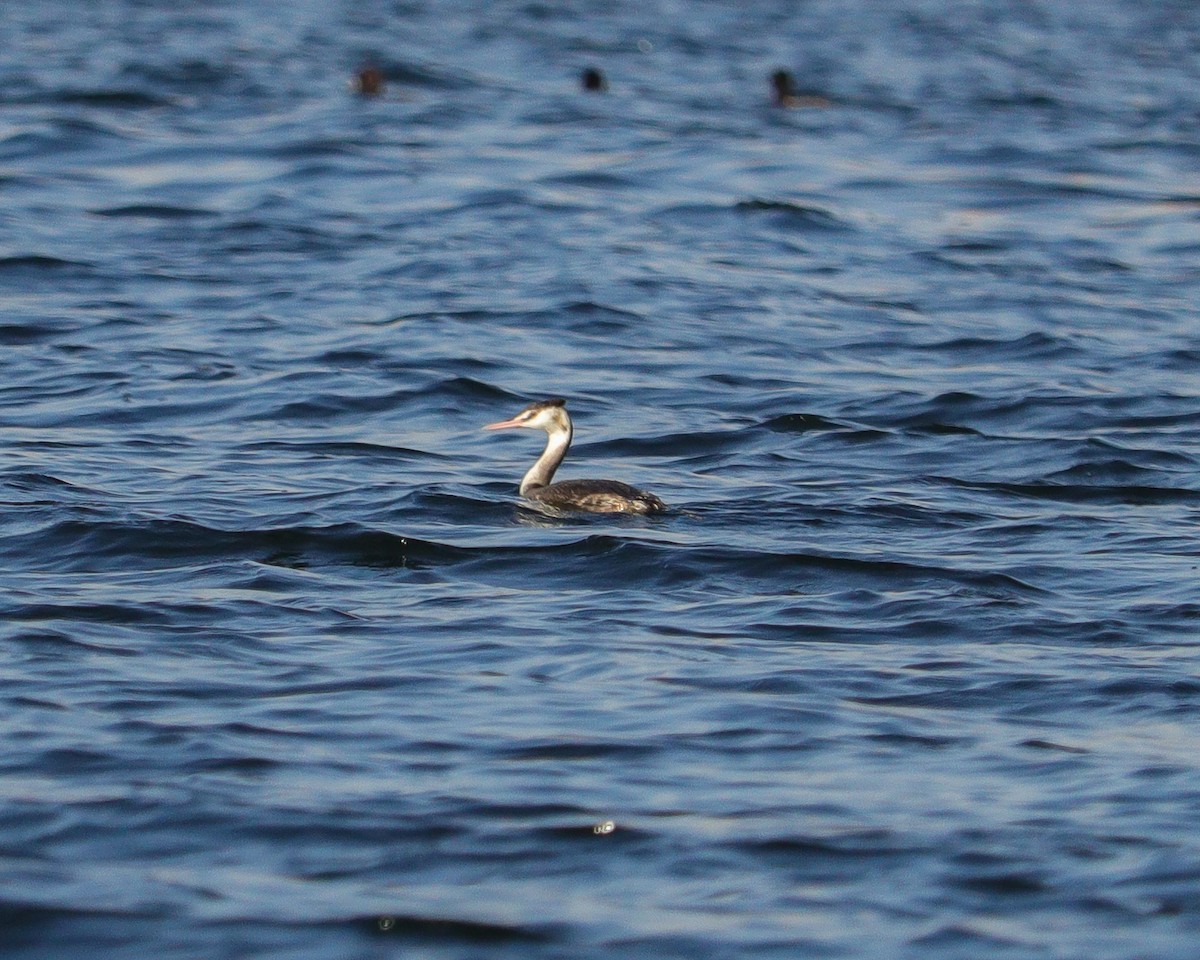 טבלן מצויץ - ML646979314