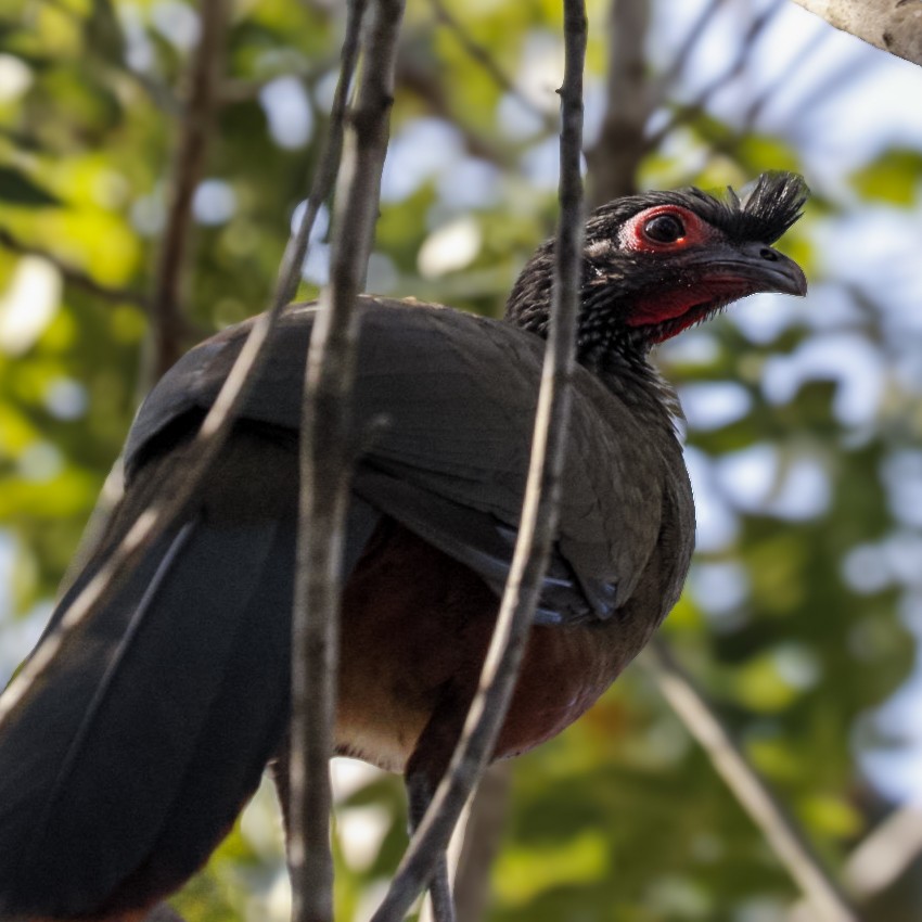 Rufous-bellied Chachalaca - ML646979316