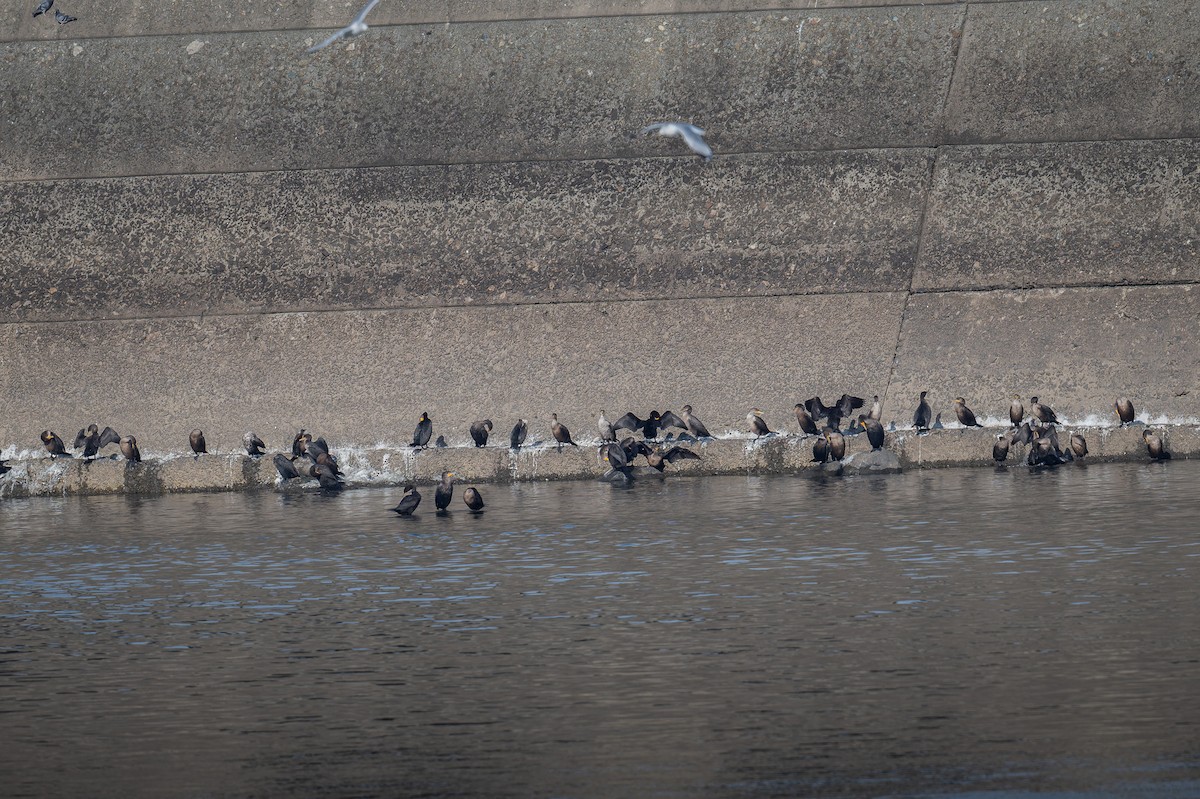 Double-crested Cormorant - ML646979320