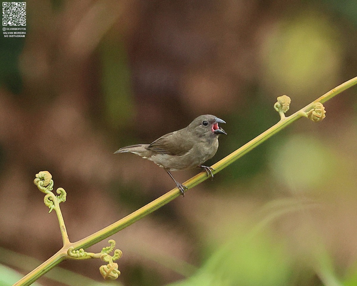 Сизый просяночник - ML646979327