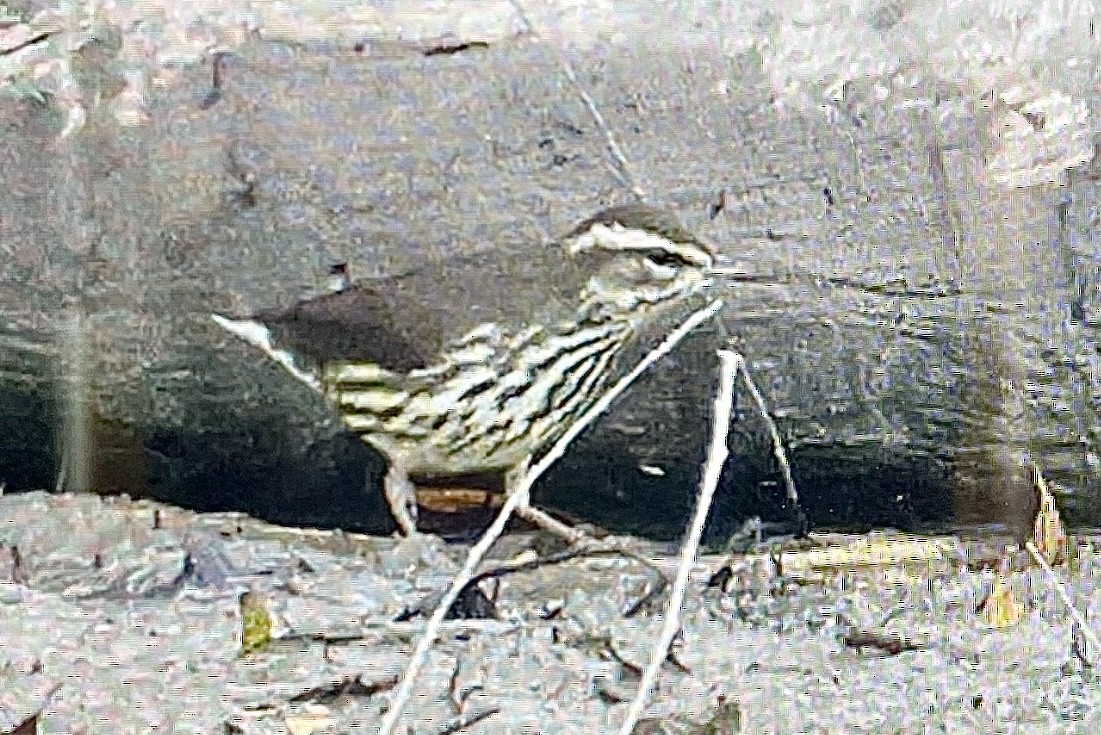 Northern Waterthrush - ML646979328