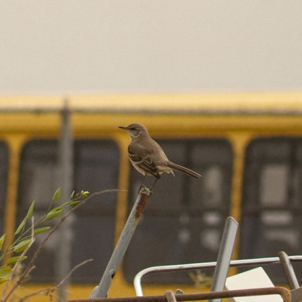 Northern Mockingbird - ML646979330