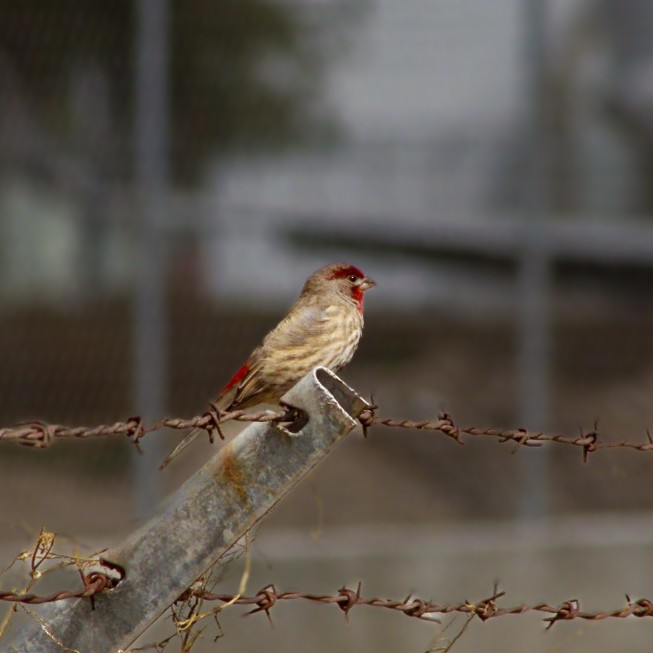 House Finch - ML646979335