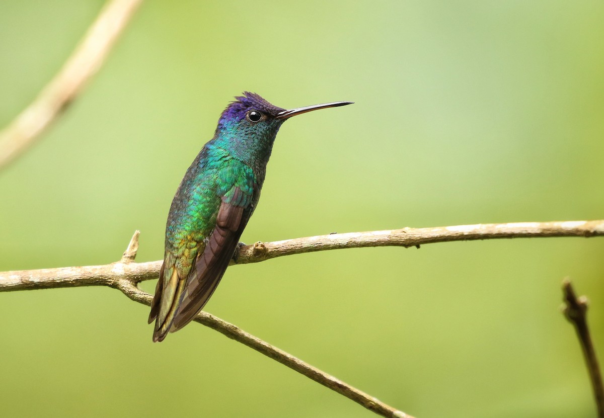 Golden-tailed Sapphire - ML646979336