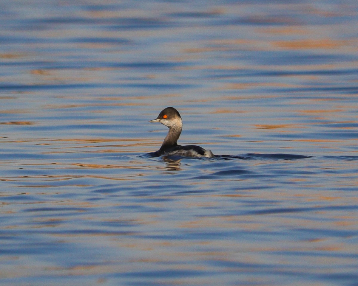 טבלן בינוני - ML646979345