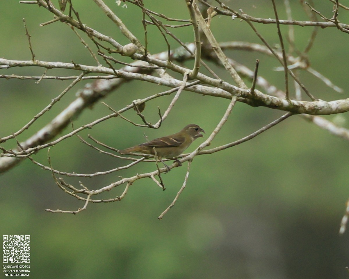 Большой просяночник - ML646979346