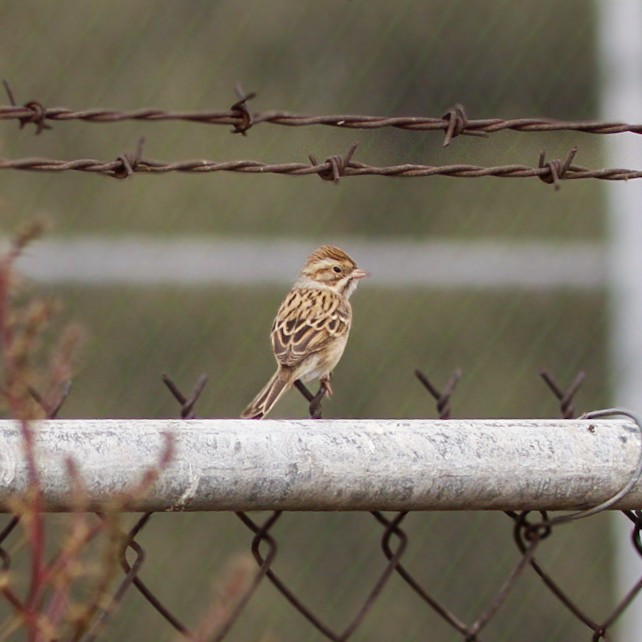 Clay-colored Sparrow - ML646979350