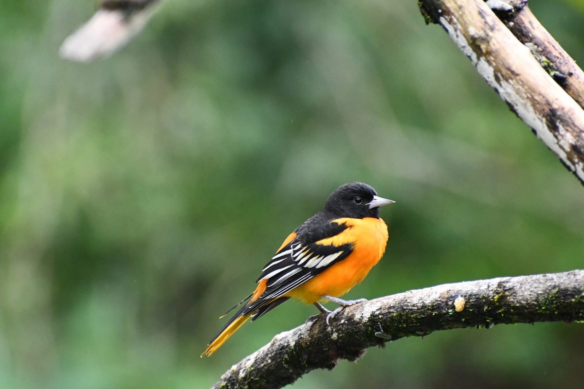 Baltimore Oriole - ML646979352