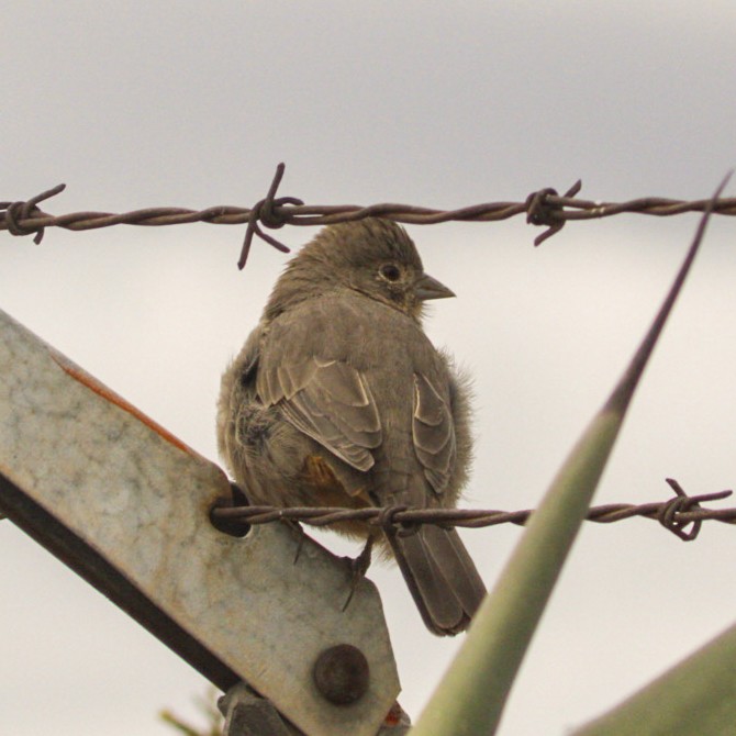 Canyon Towhee - ML646979354