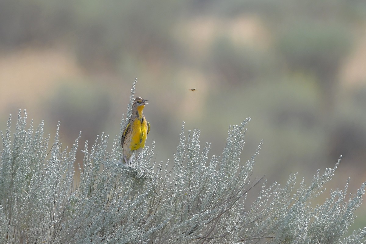 prærielerketrupial - ML646979360