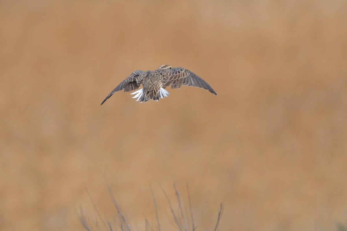 prærielerketrupial - ML646979361