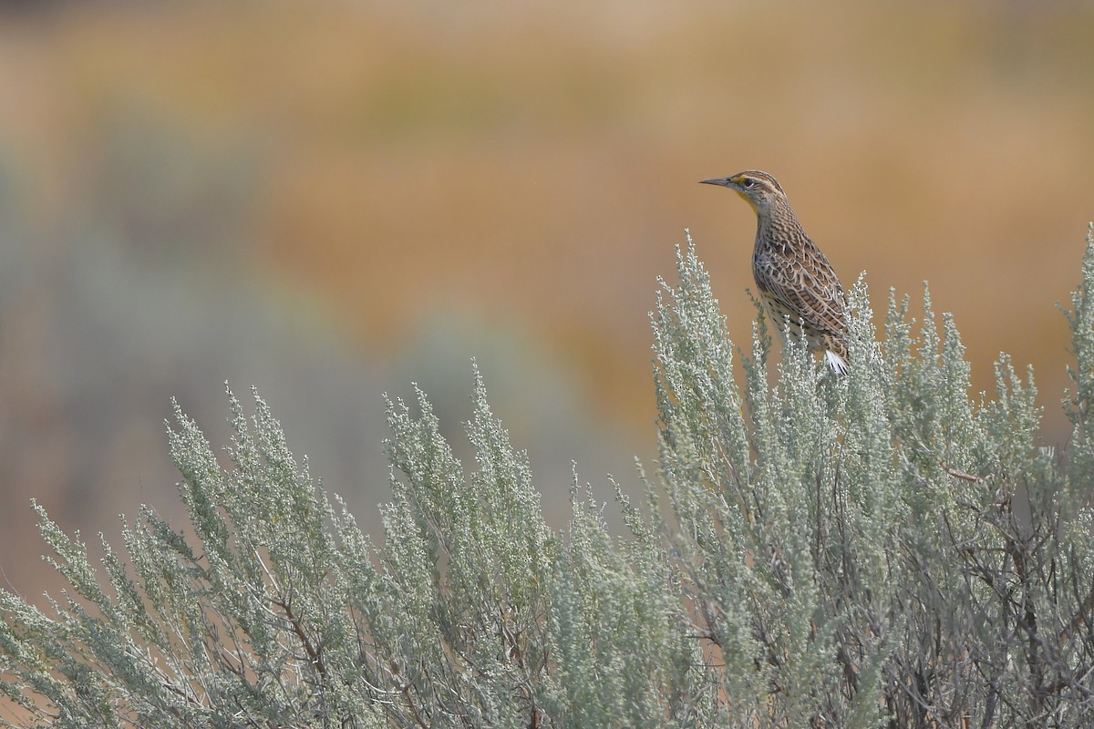 prærielerketrupial - ML646979362