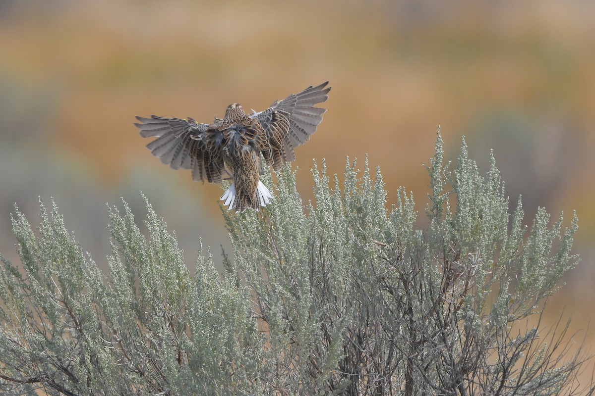 prærielerketrupial - ML646979363