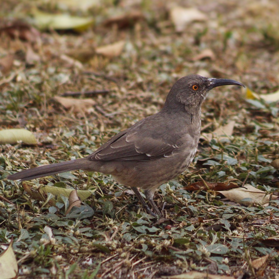 Curve-billed Thrasher - ML646979364