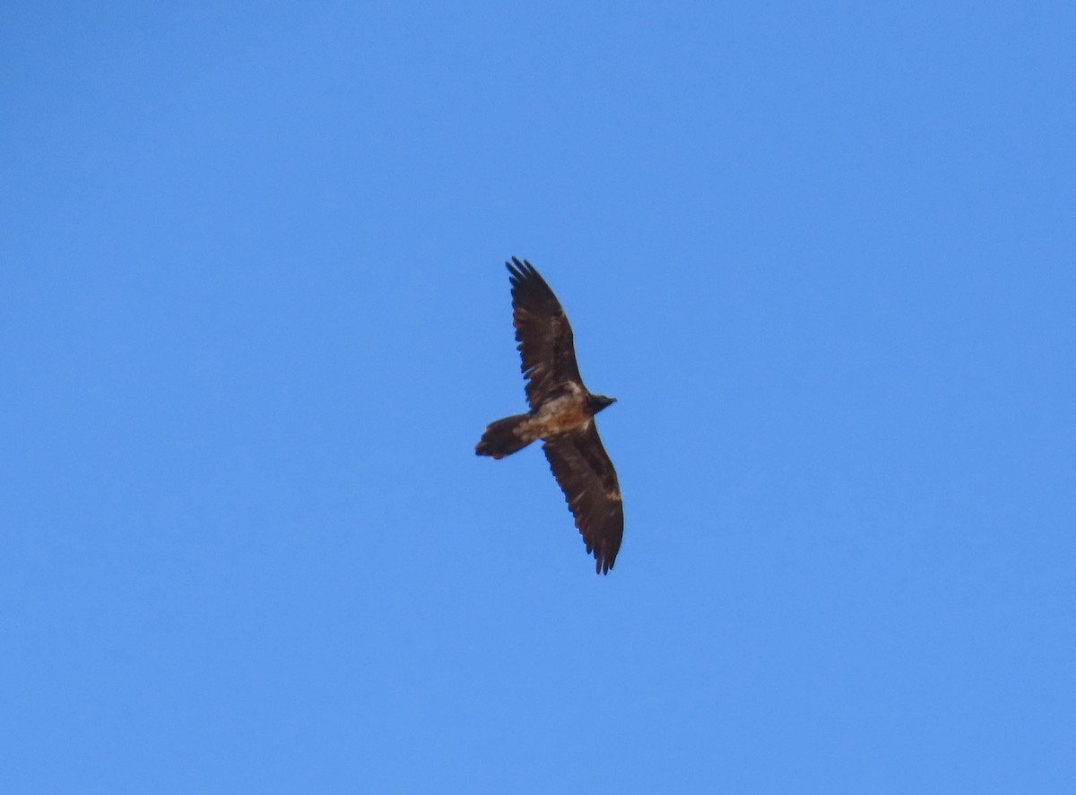 Bartgeier - ML646979367