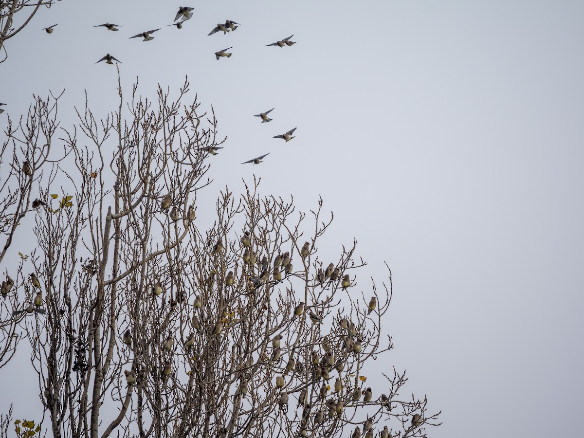 Cedar Waxwing - ML646979368