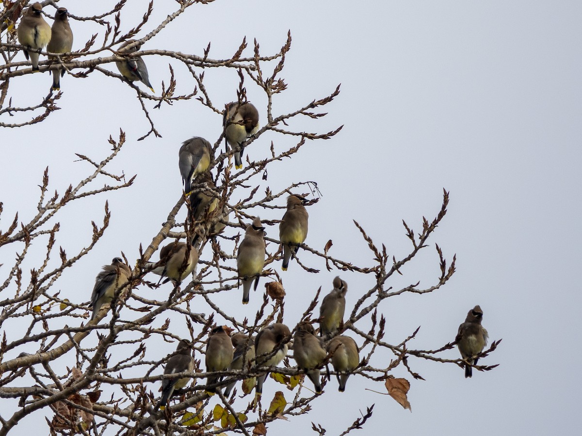 Cedar Waxwing - ML646979375