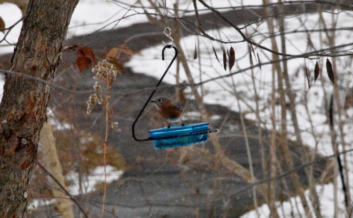 Eastern Bluebird - ML646979377