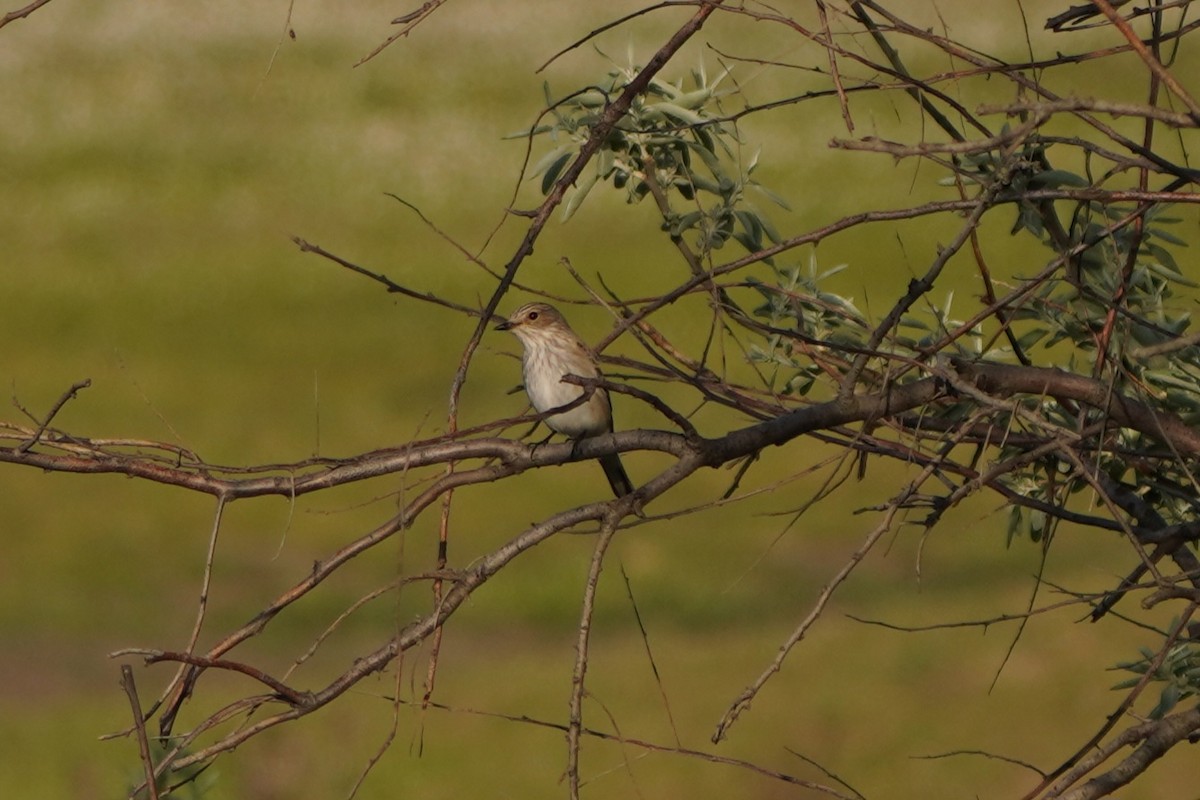 Spotted Flycatcher - ML646979380