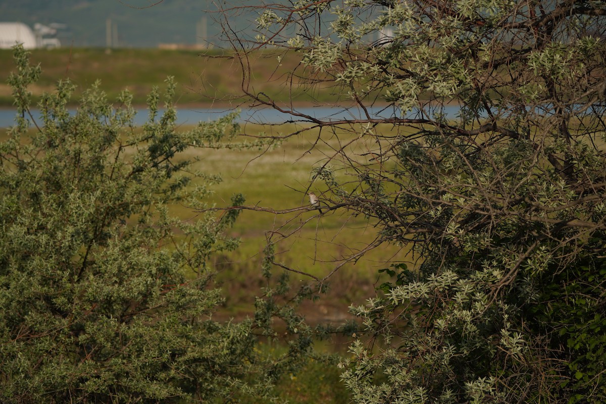 Spotted Flycatcher - ML646979382
