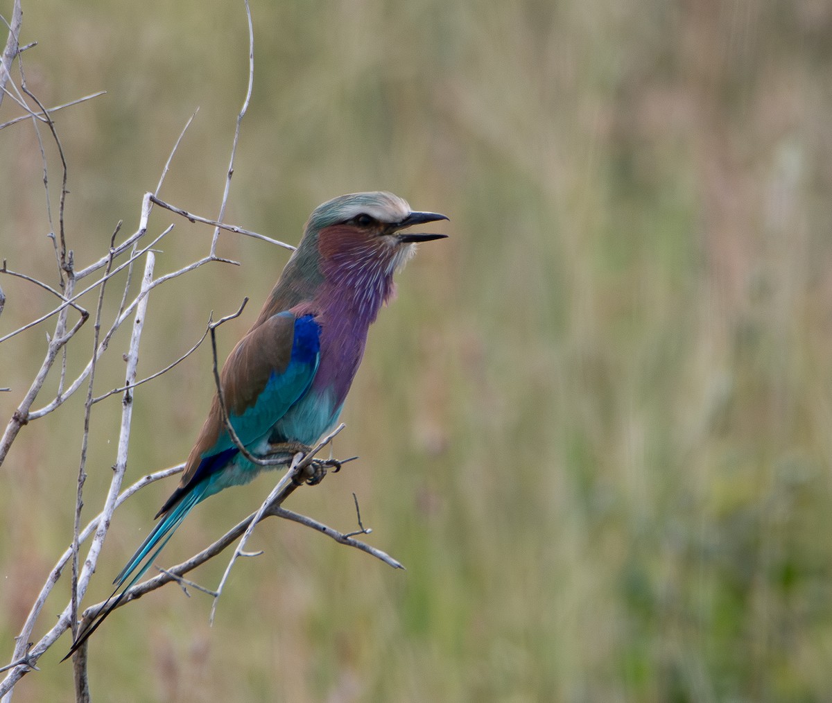 ライラックニシブッポウソウ - ML646979386