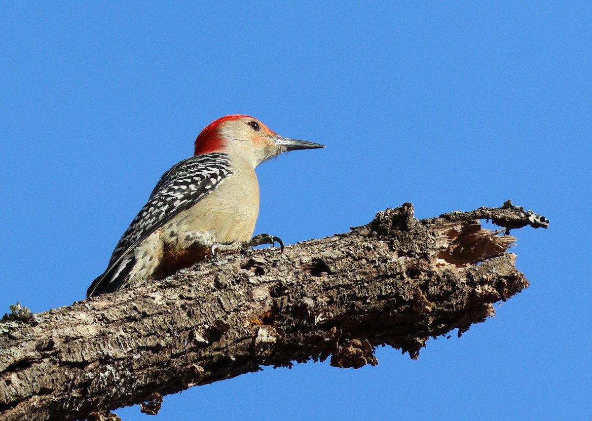 Red-bellied Woodpecker - ML646979389