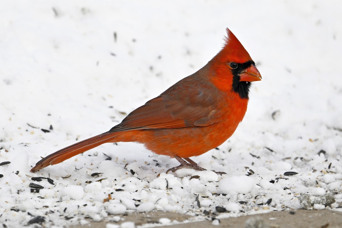 Northern Cardinal - ML646979390