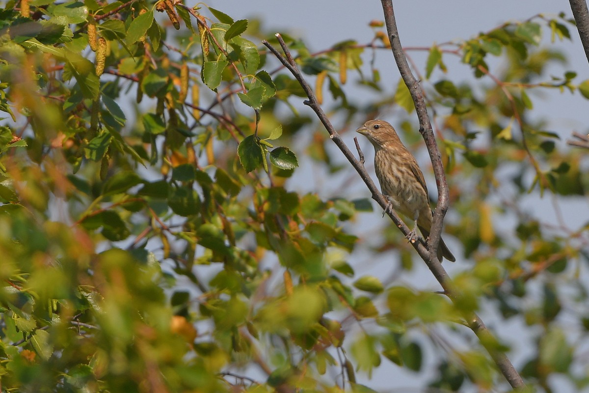 husrosenfink - ML646979391