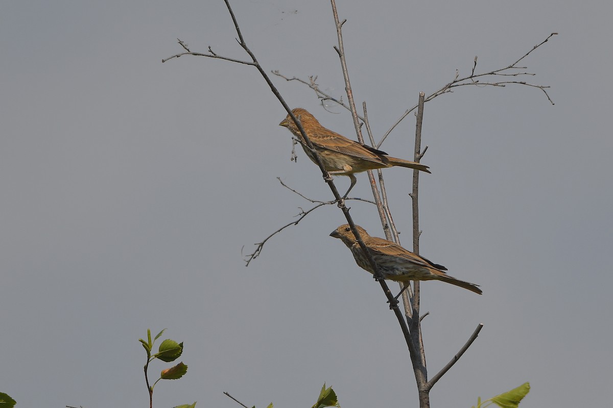 husrosenfink - ML646979392