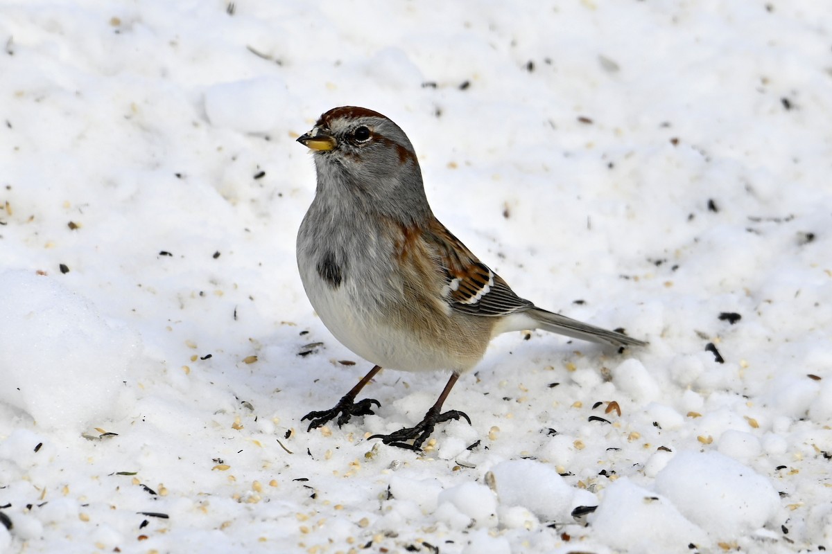 American Tree Sparrow - ML646979393