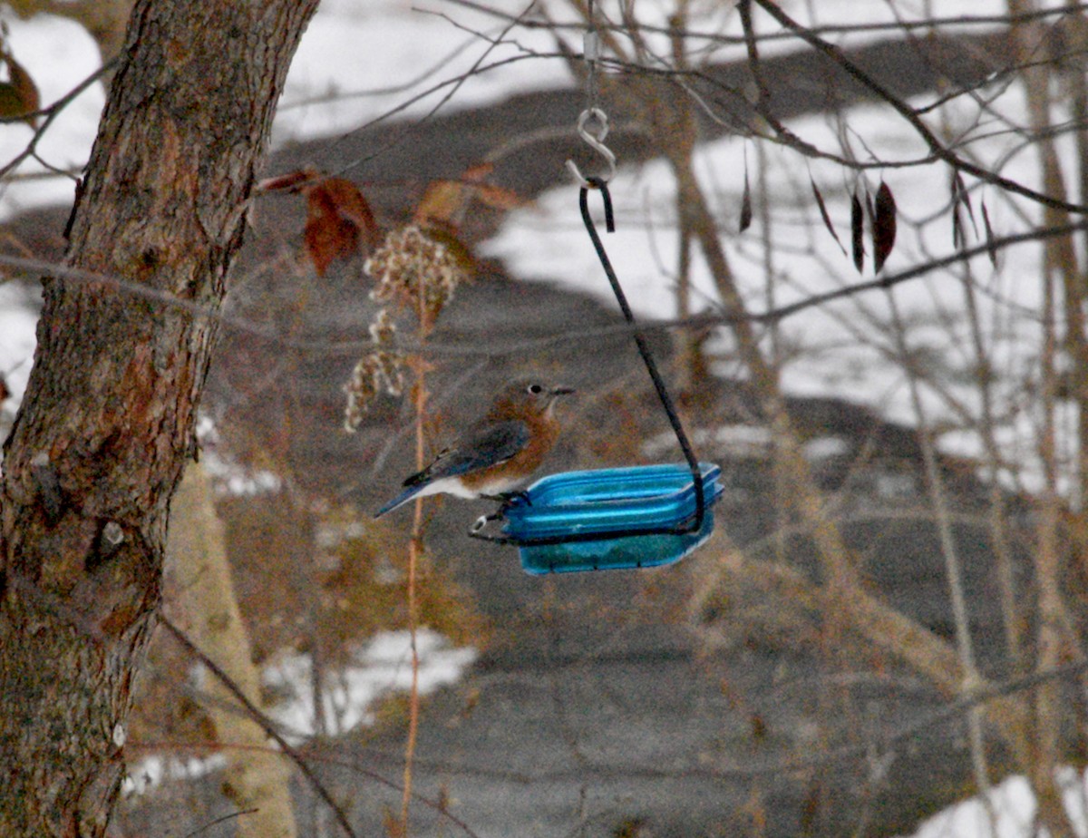 Eastern Bluebird - ML646979403