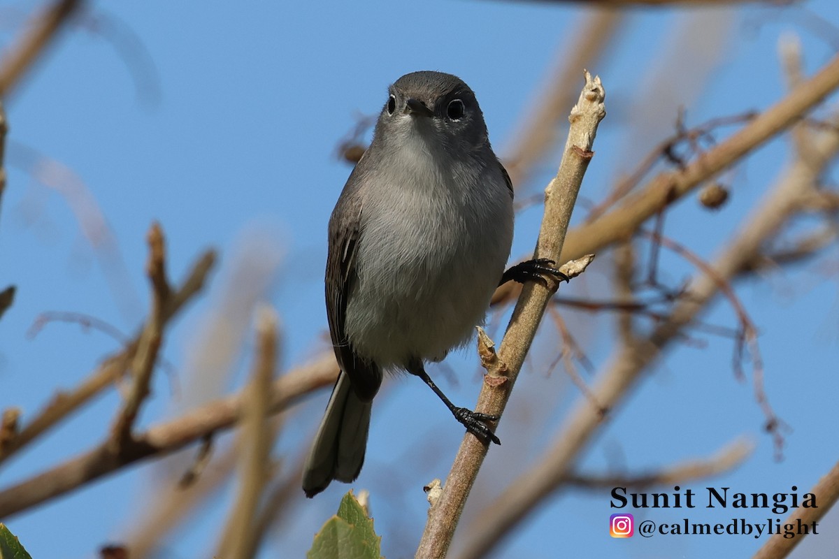 Blue-gray Gnatcatcher - ML646979408