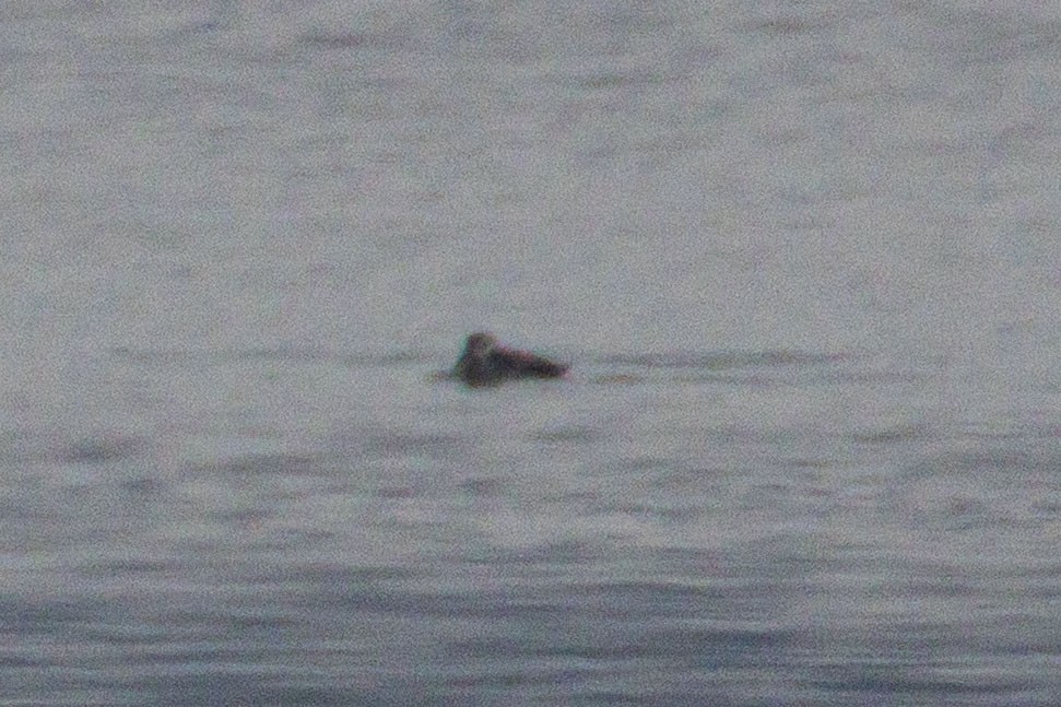 Harelde kakawi - ML646979418