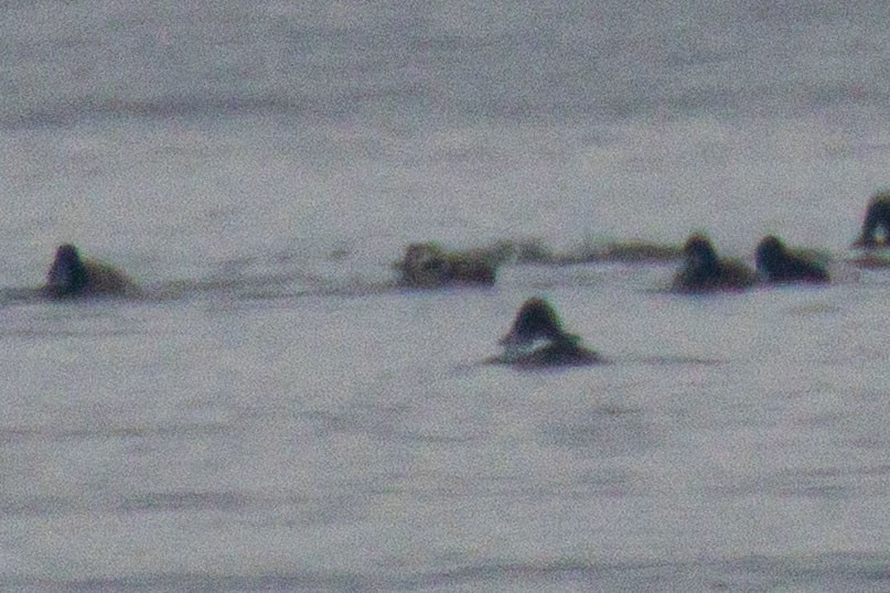 Harelde kakawi - ML646979419