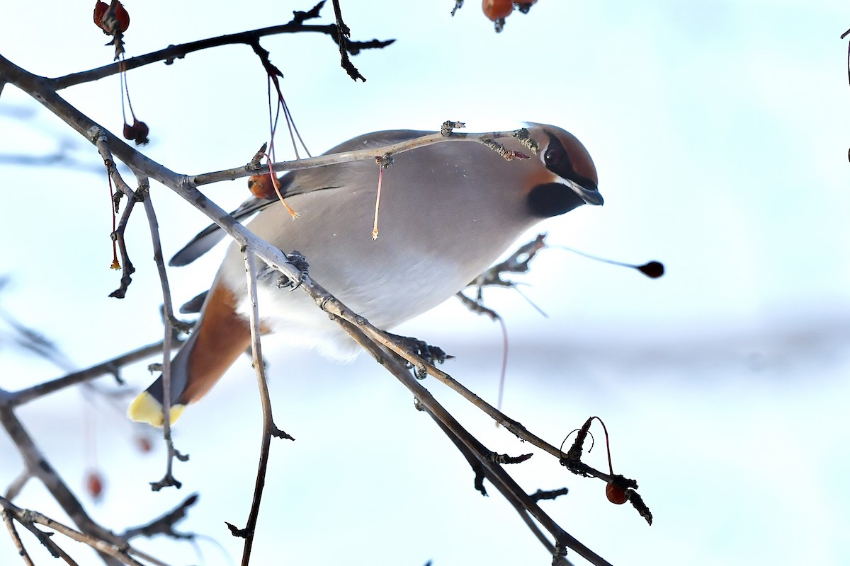 Buztanori boreala - ML646979422