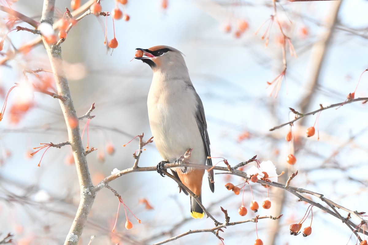 Buztanori boreala - ML646979424