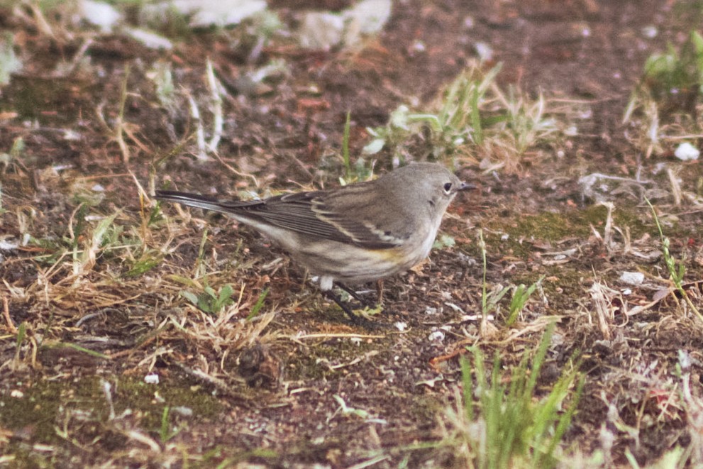 Yellow-rumped Warbler - ML646979425